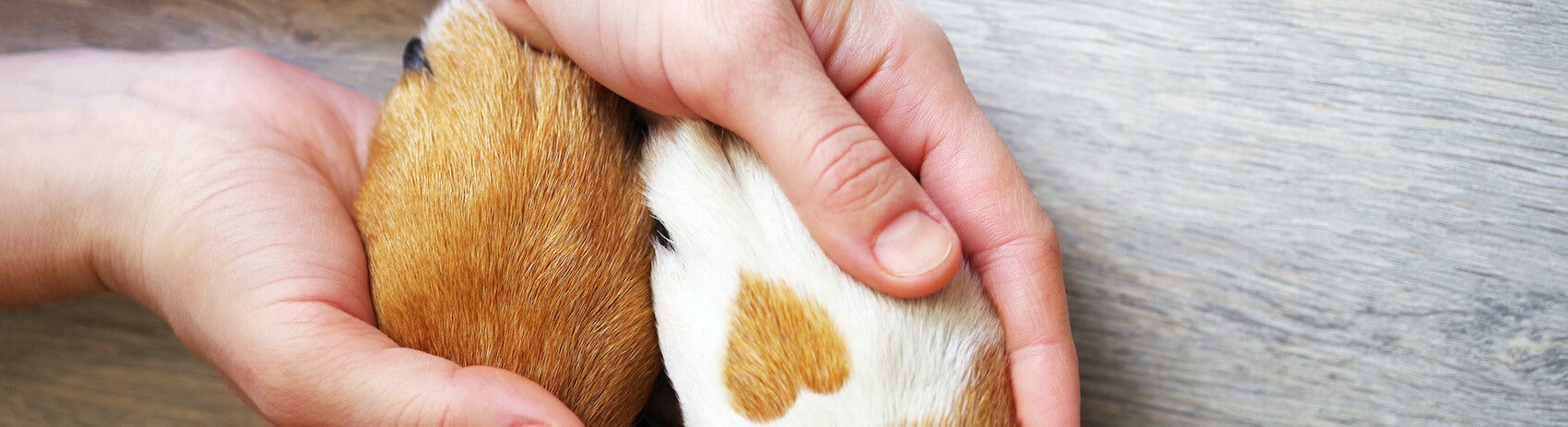 Animal Shelter Society